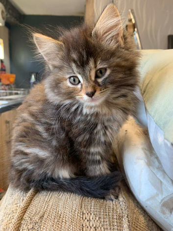1 Female kitten tortoise shell tabby Maincoon