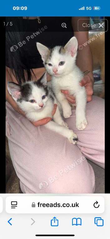 3 kittens for forever home