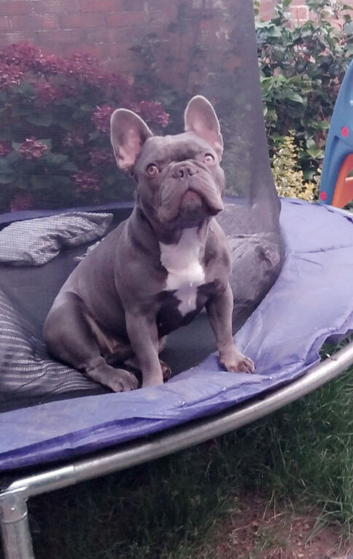 Beautiful, all paperwork french bulldog