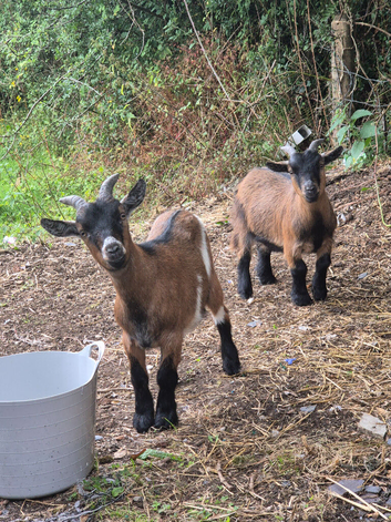 Pygmy Goats