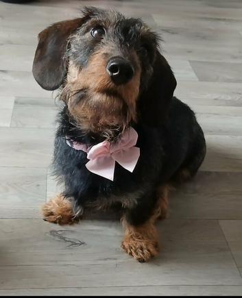 Lovley female wiredhaired dachshund