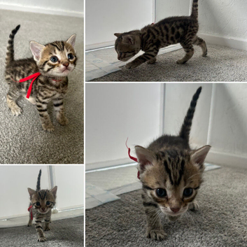 Bengal kittens