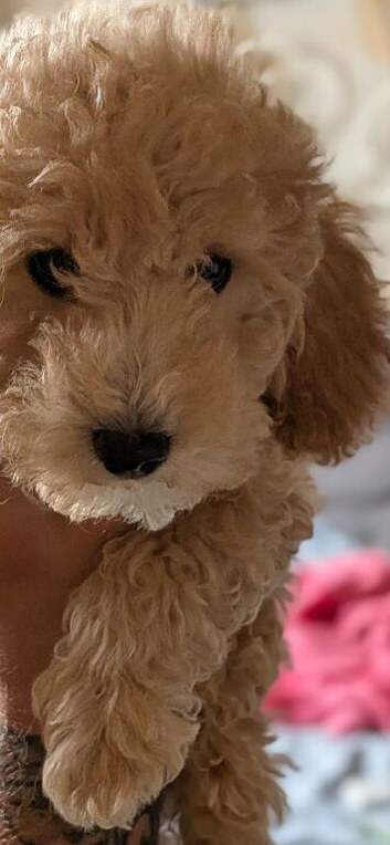 3 male poochon puppy&rsquo;s ready to go