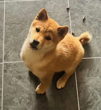 Shiba puppy girl for adoption