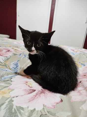 Stunning kittens