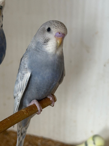 Baby budgies available