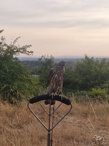 Male imprint goshawk for sale