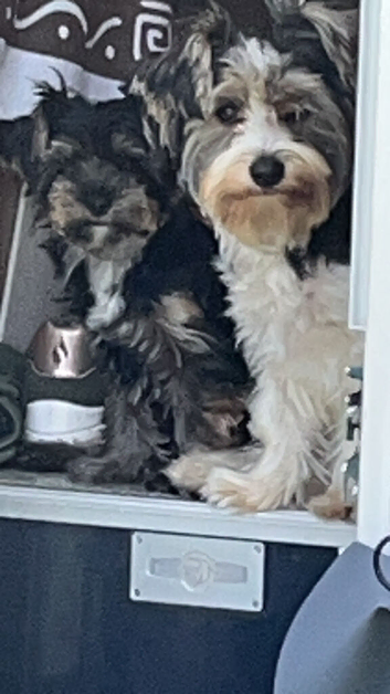 Biewer terrier
