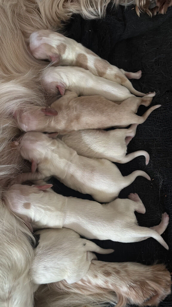 Working cocker Spaniels
