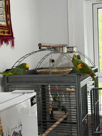 Amazon parrot