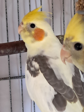 Baby Cockatiels