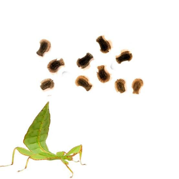 Leaf Insect Eggs for Sale &ndash; UK Bred Phyllium Species