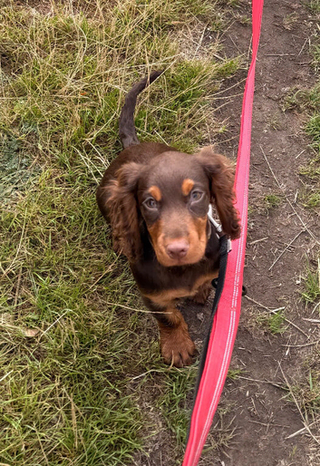 Chocolate and tan 15week old bitch