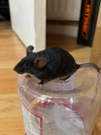 Curly hair Black tan line Mice