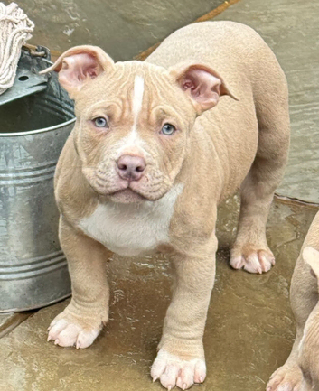 Male American Bully