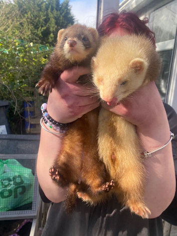 2 ferrets