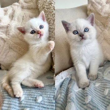 FULL PEDIGREE BRITISH SHORTHAIR KITTENS IN THE COTSWOLDS Champion Bloodline
