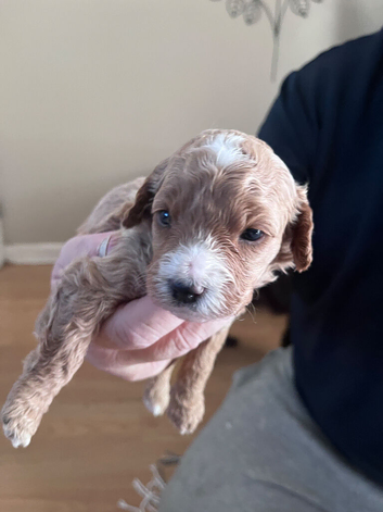 5 boys 2 girls looking for forever home