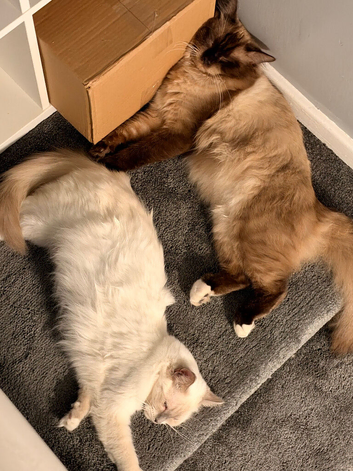 Adorable Ragdoll kittens