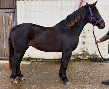 Seren - Welsh D Filly 3yr old