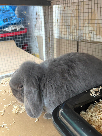 Storm - Male mini lop