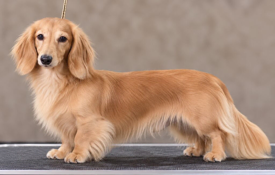 SHOW QUALITY MINIATURE LONG-HAIRED DACHSHUNDS - KC REGISTERED