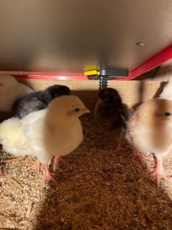 2 week old chicks