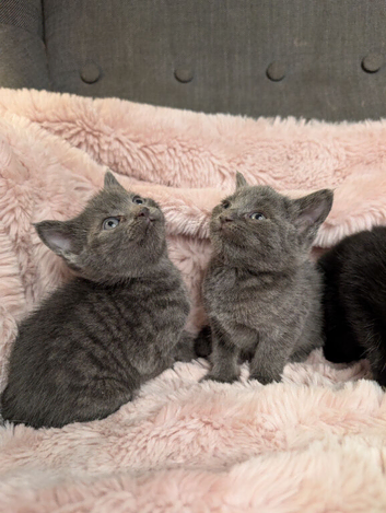 russian blue mix