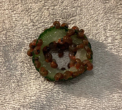 Ramshorn Snails for sale