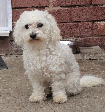 Home Raised Bichon Frise Dog