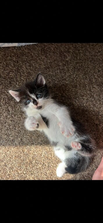 Kittens for sale