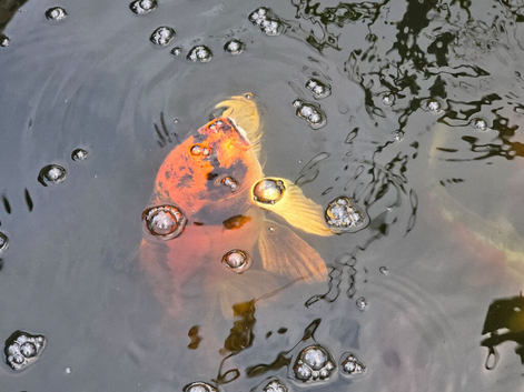 Koi carp