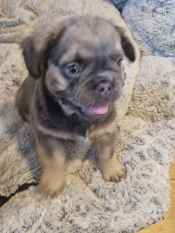 STUNNING FLUFFY FRENCH BULLDOGS!!!