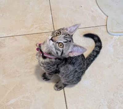 BEAUTIFUL KITTENS READY FOR LOVING HOMES