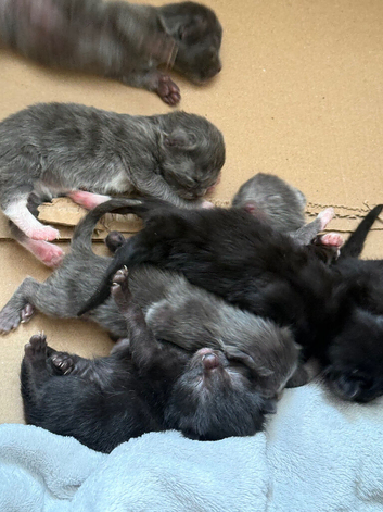 Litter off 7 beautiful babies