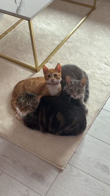 Kitten for sale