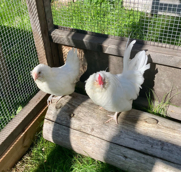 Pair of young barbu d'Anvers bantams