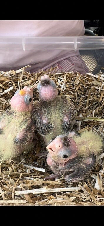3 x lutino cockatiel chicks