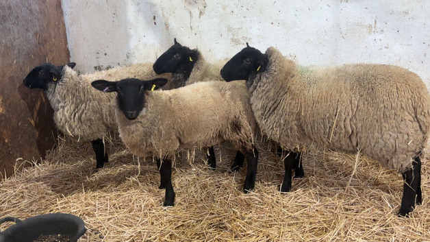 4 Suffolk Lambs