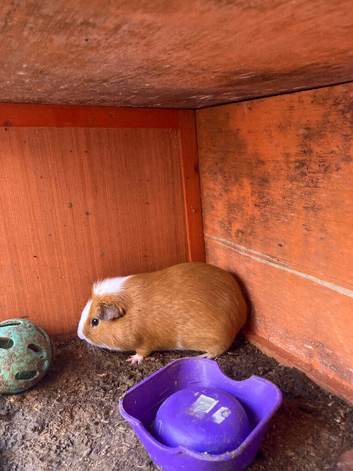 2 guinea pigs for sale