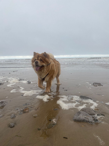 3 years old male chow chow Pablo