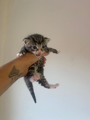 Kittens