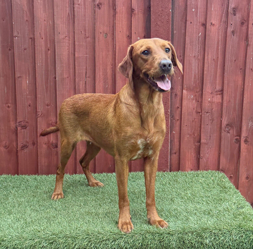 KC Registered Fox Red Labrador Female 2 Years Old