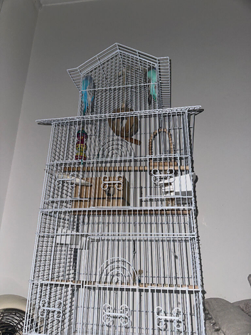 2 MALE BUDGIES FOR SALE!!