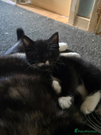 Kittens for sale