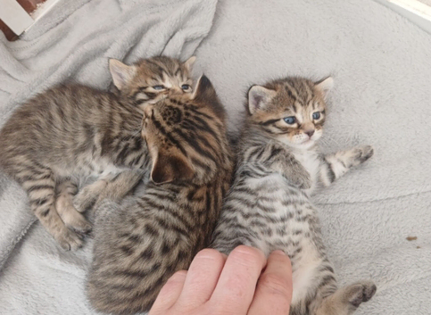 3 beautiful kittens