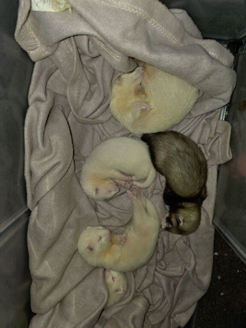 1 female white kit left