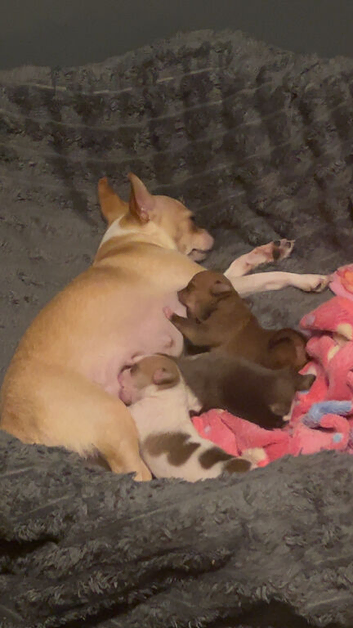 Teacup chihuahuas