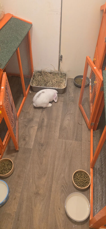Baby rabbit