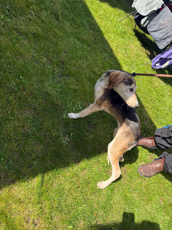 Whippet saluki puppies only girls left available